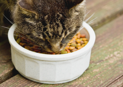 5 Natural Treats for Your Cat