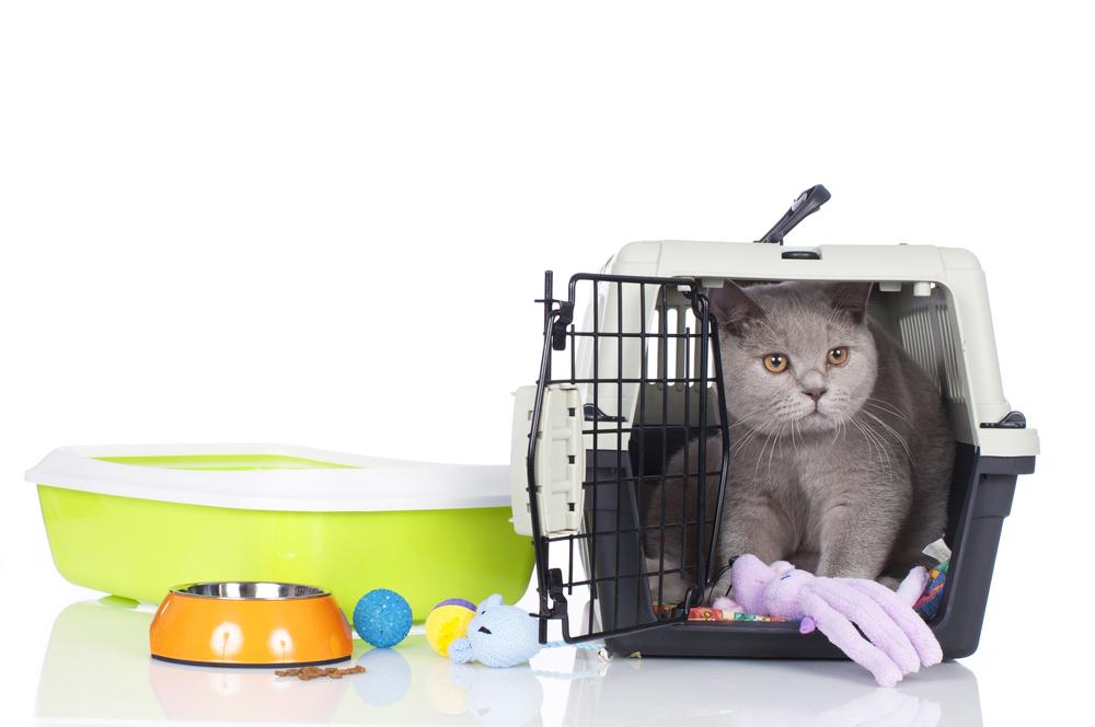 Household Products That Are Unsafe for Cats