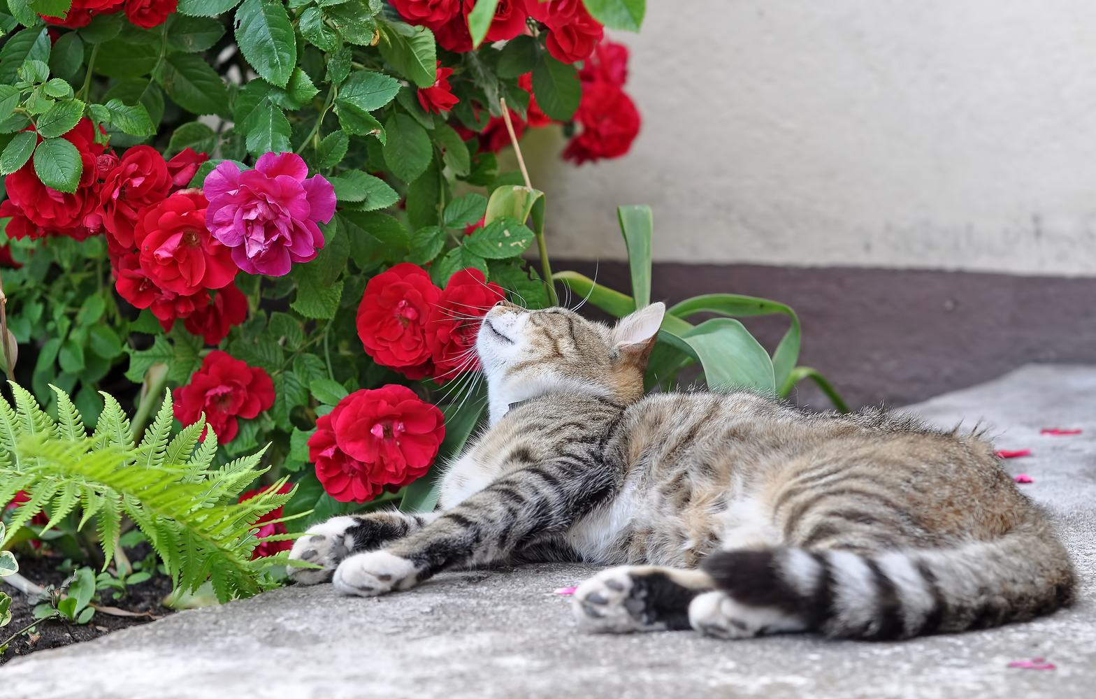 Houseplants That Are Toxic for Cats