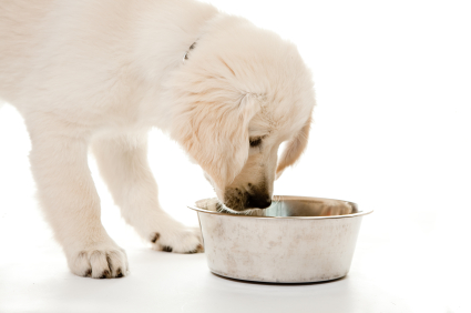 Healthy Wet Foods for Your Dog