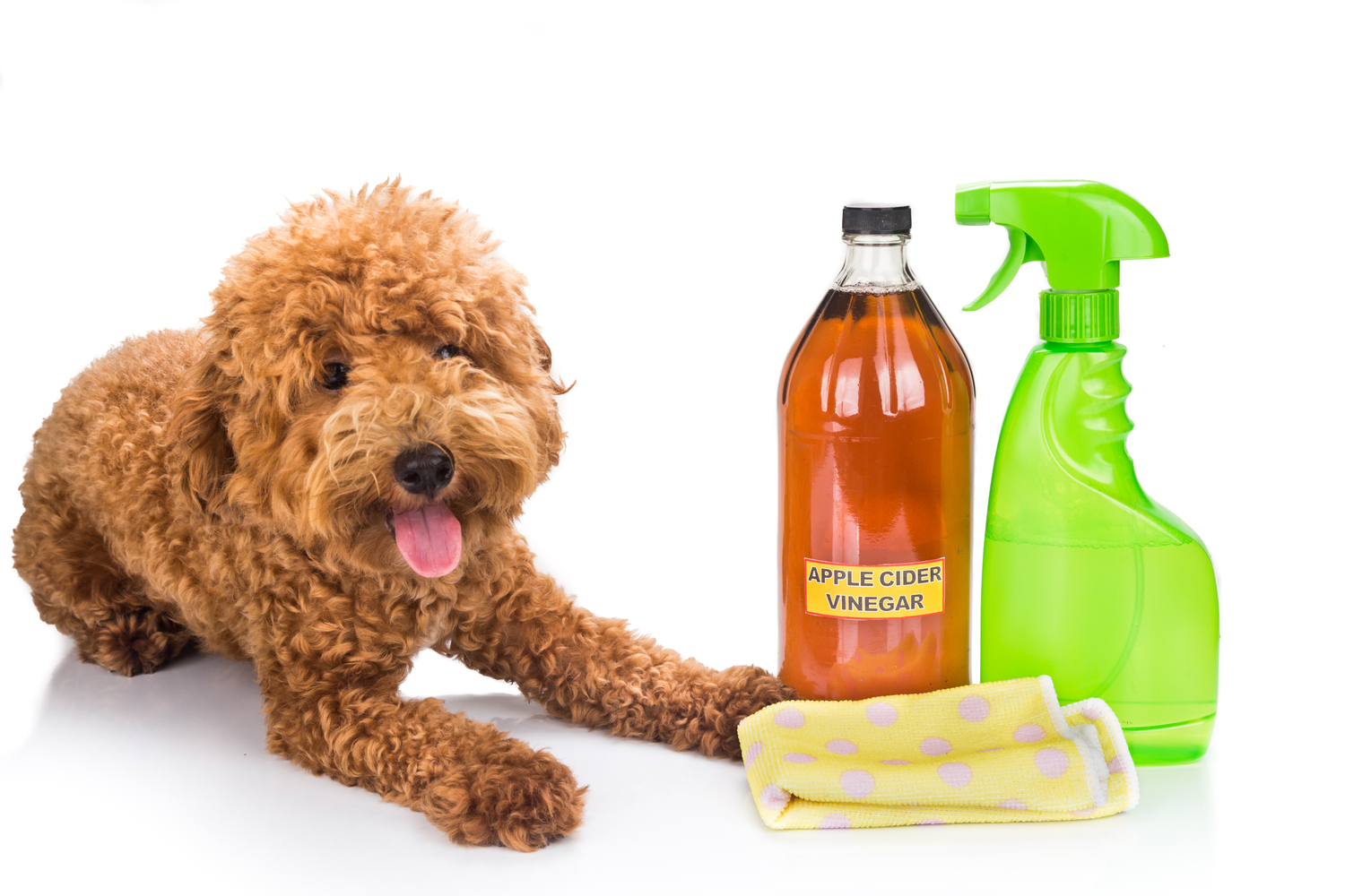Natural Ways to Control and Prevent Fleas