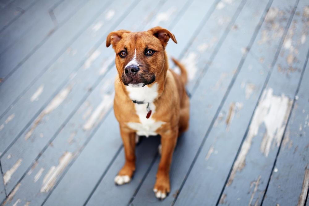 Ways to Protect Your Dog from Rabies