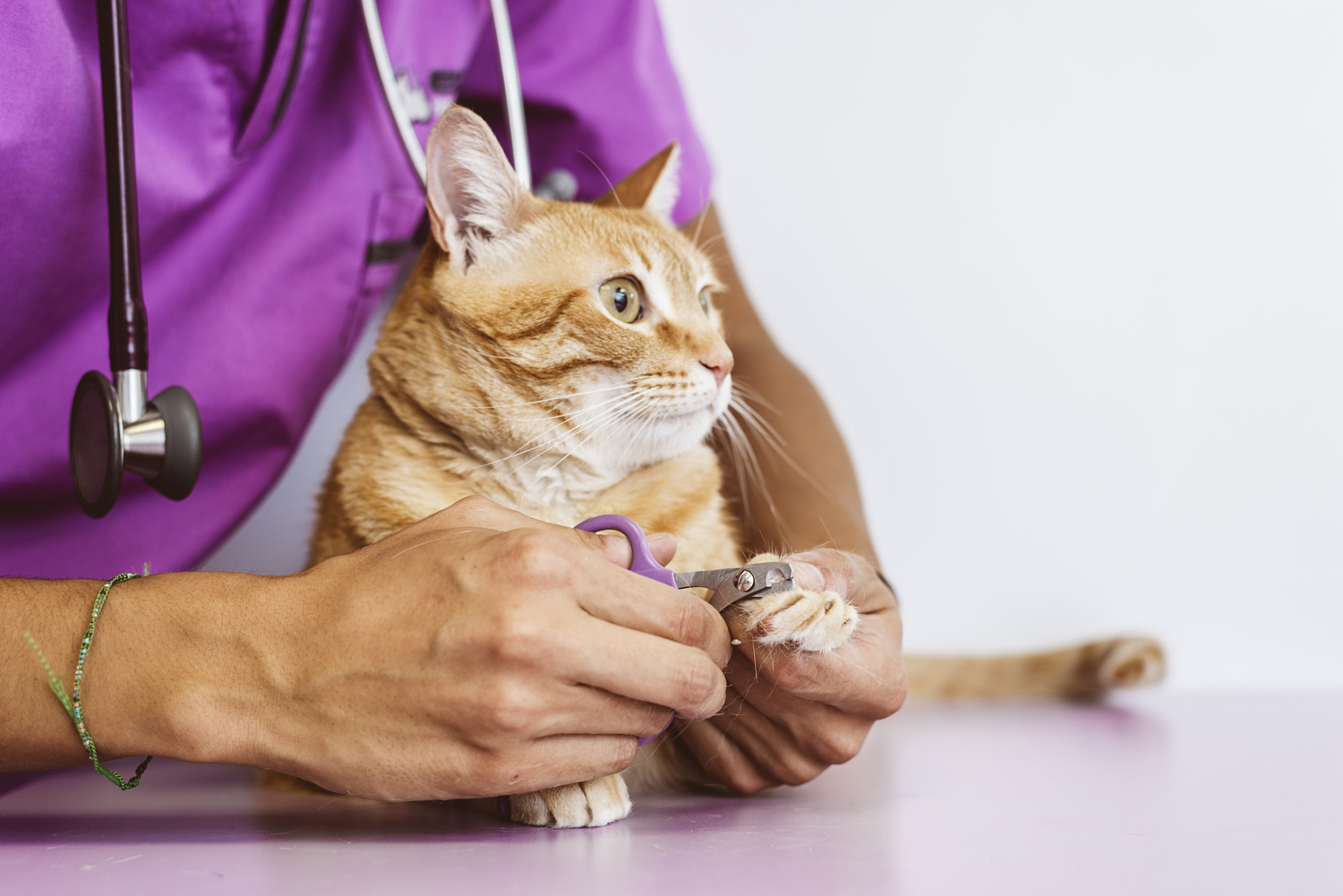 Top Symptoms of Feline Diabetes