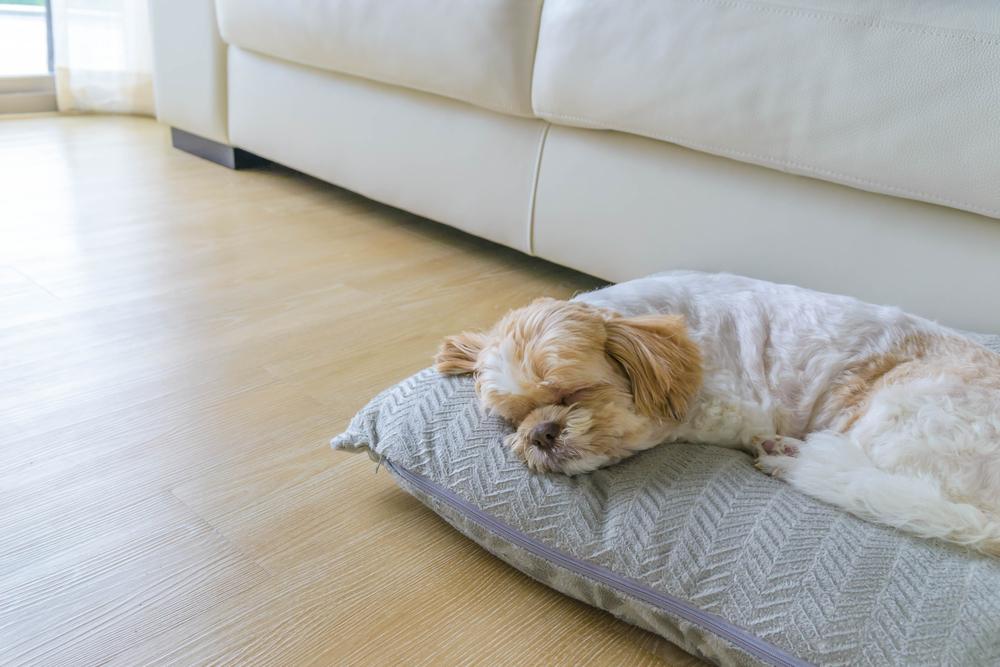 The Best Essential Oils to Prevent Fleas and Ticks in Dogs