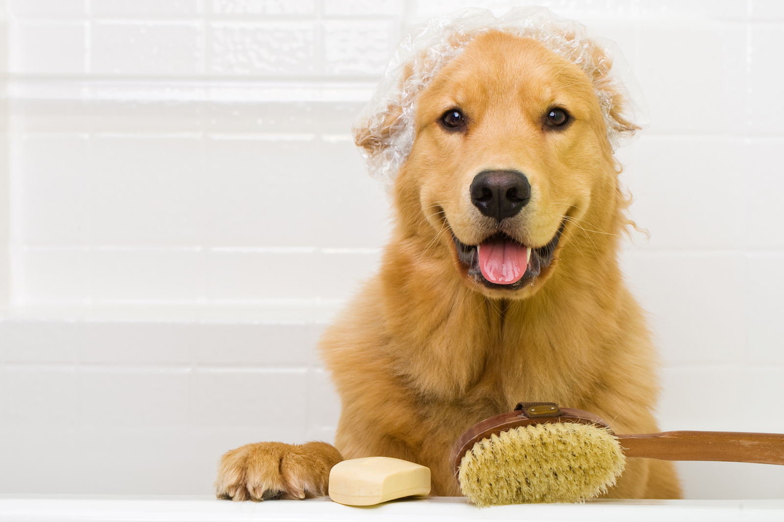 The Best Ways to Get Rid of Fleas and Pests at Home